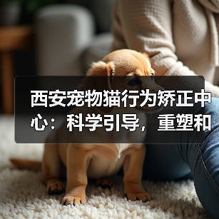 西安宠物猫行为矫正中心:科学引导,重塑和谐共居关系(图3) 西安宠物猫行为矫正中心:科学引导,重塑和谐共居关系(图3)